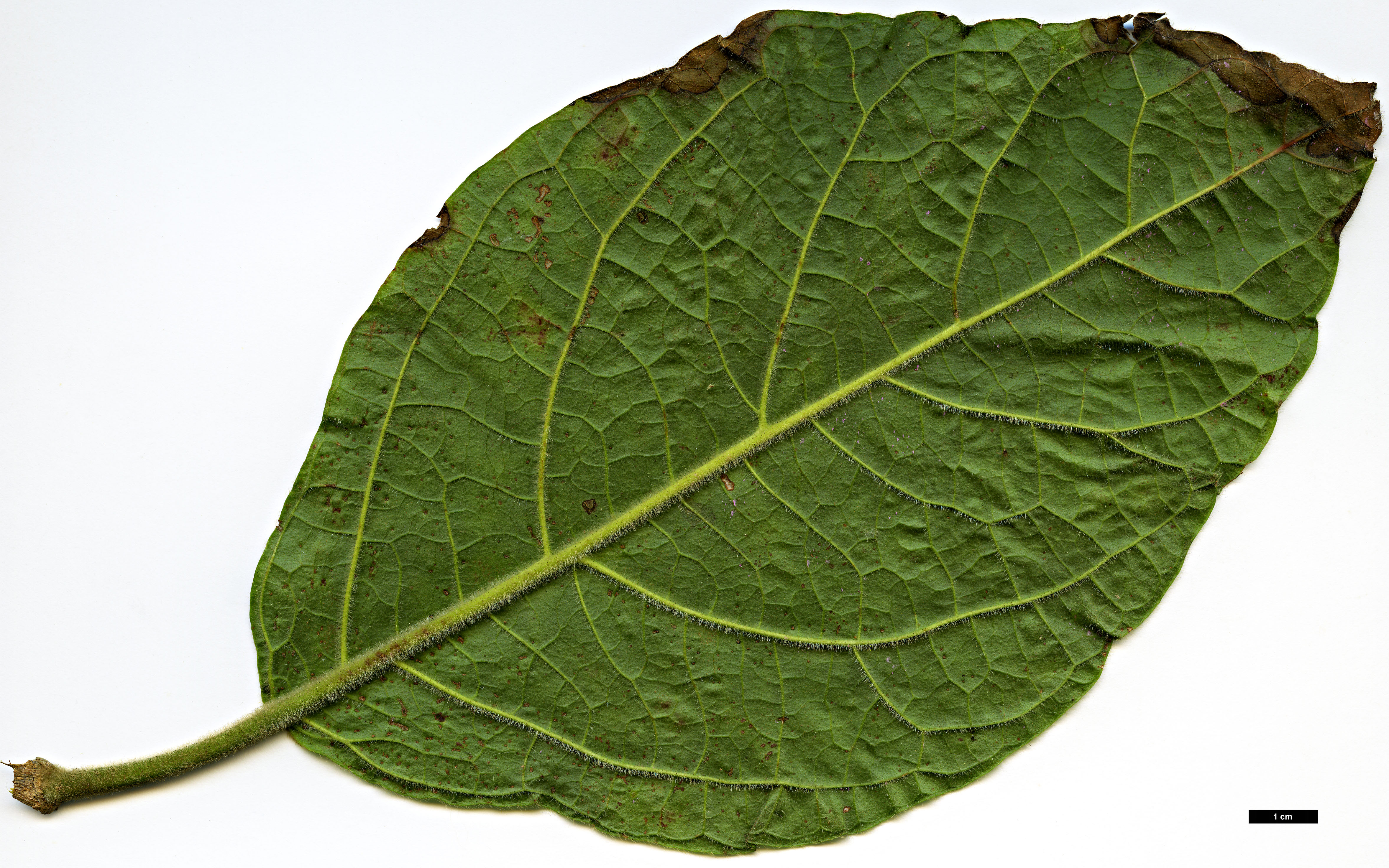 High resolution image: Family: Adoxaceae - Genus: Viburnum - Taxon: sambucinum - SpeciesSub: var. tomentosum